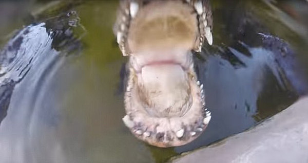  惊险！ 美国男子头戴运动相机捕捉鳄鱼咬合瞬间（视频） - 1