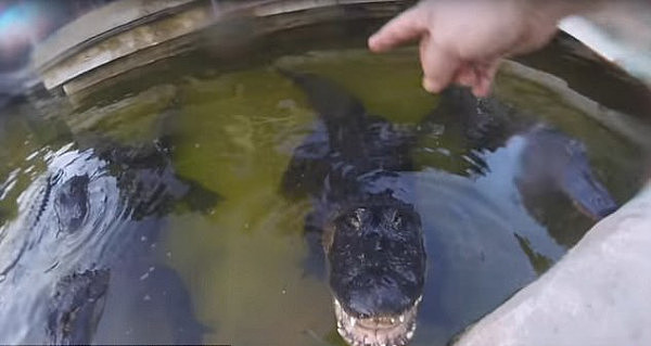  惊险！ 美国男子头戴运动相机捕捉鳄鱼咬合瞬间（视频） - 2