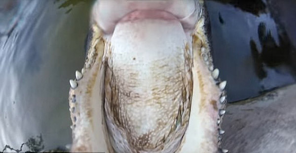  惊险！ 美国男子头戴运动相机捕捉鳄鱼咬合瞬间（视频） - 3