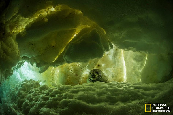 探访南极冰盖下深海世界 如梦似幻（组图） - 6
