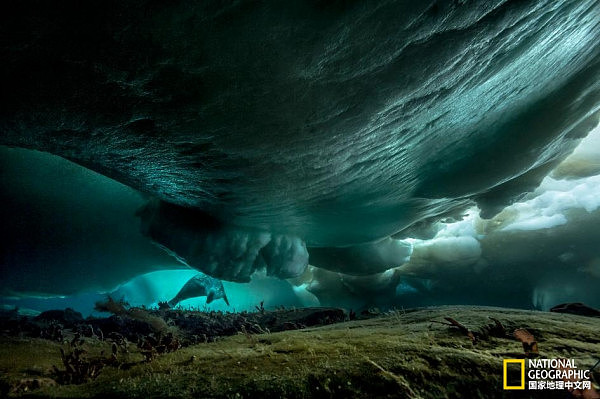 探访南极冰盖下深海世界 如梦似幻（组图） - 8