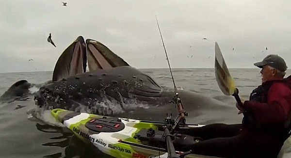 惊悚一刻！美国男子划皮艇偶遇两巨鲸 险被撞翻(视频) - 2