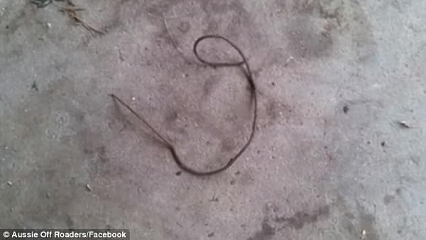  Viewers online offered up suggestions including a parasitic horsehair worm that burrows into insects and controls them