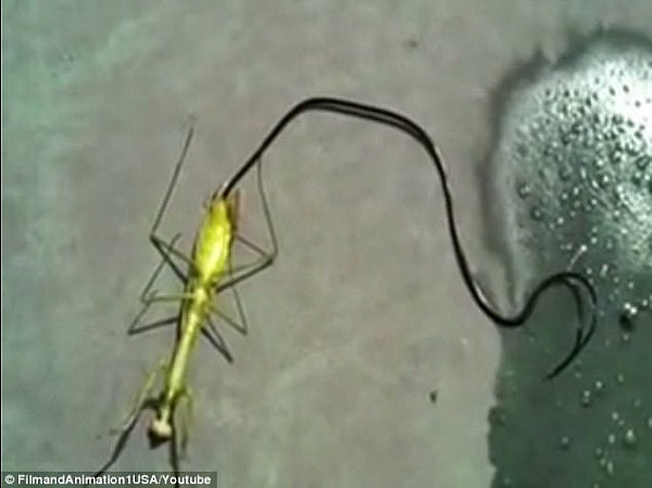Another possibility was another bizarre worm that in 2013 was filmed emerging from a praying mantis after it was killed 