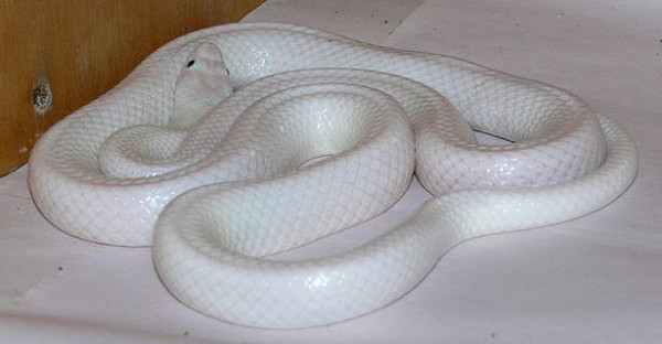 This-incredible-and-rare-snake.jpg,0