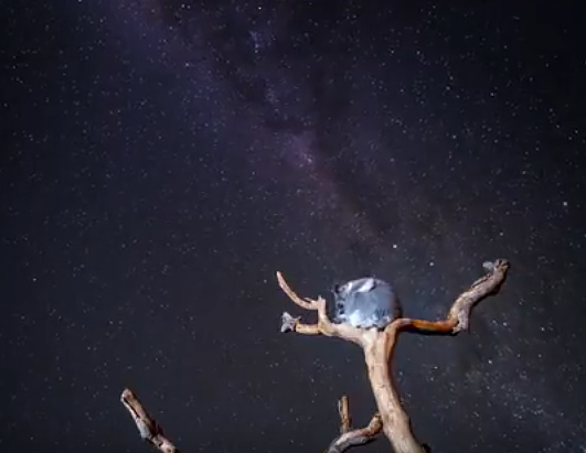 仰望银河“数星星”的呆萌考拉！悉尼动物园拍到让人心醉的绝美画面！（视频） - 2