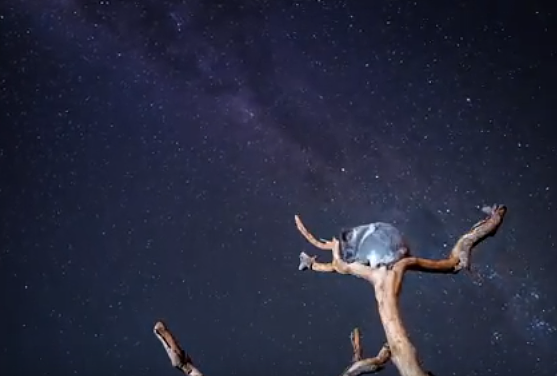 仰望银河“数星星”的呆萌考拉！悉尼动物园拍到让人心醉的绝美画面！（视频） - 1