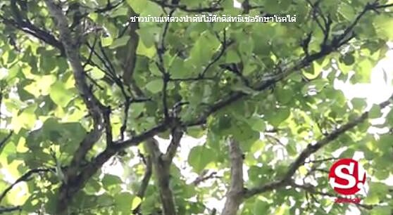泰国神树出水不断 村民取“圣水”消灾祈福（组图） - 1