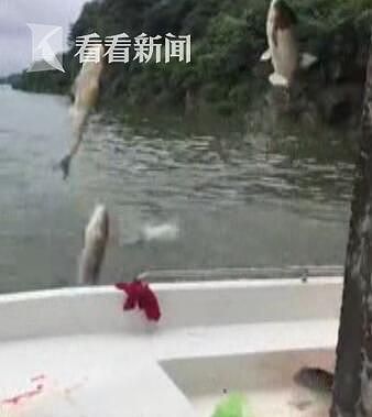 中国湘江水位猛涨惊现“飞鱼”奇观 鱼儿集体“飞出水面”“大闹湘江”（视频） - 4