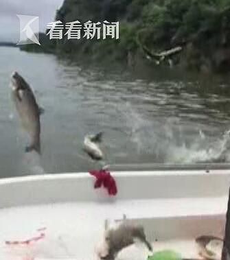 中国湘江水位猛涨惊现“飞鱼”奇观 鱼儿集体“飞出水面”“大闹湘江”（视频） - 5