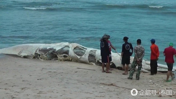 泰国巨型生物尸体搁浅普吉海滩露出“巨牙”（组图） - 1
