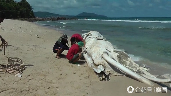 泰国巨型生物尸体搁浅普吉海滩露出“巨牙”（组图） - 2