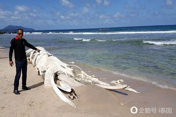 泰国巨型生物尸体搁浅普吉海滩露出“巨牙”（组图） - 3