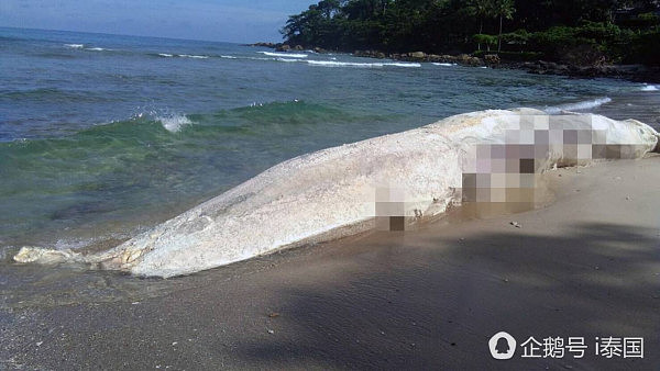 泰国巨型生物尸体搁浅普吉海滩露出“巨牙”（组图） - 4