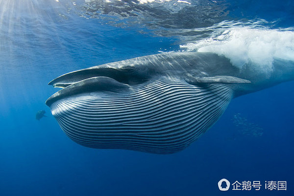 泰国巨型生物尸体搁浅普吉海滩露出“巨牙”（组图） - 5