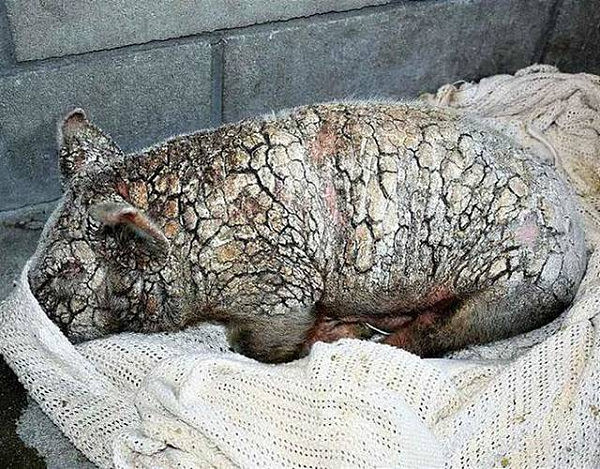 这组图片记录了一只遭受很多痛苦的小猪重生的故事，小猪叫樱花，在被救助之前，她被关在一个环境非常恶劣的收容所里。