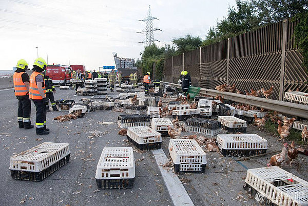 奥地利家禽卡车发生意外 7000只鸡“霸占”道路（组图） - 4