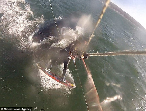 罕见！大海中的“车祸现场” 美国男子玩冲浪撞上座头鲸（视频） - 3