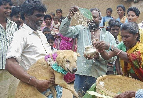 实拍印度18对少女与一条狗的婚礼，婚后她还要负责照顾这条狗