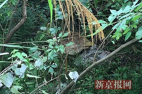 中国公安部B级逃犯姚常凤落网 曾强奸16岁漂亮女特长生（图） - 6