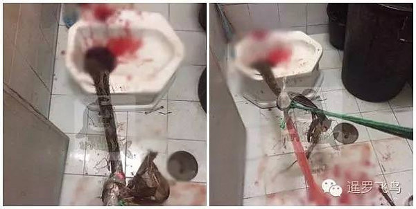 吓人！马桶里爬出蛇 泰国女子上厕所被咬伤屁股（组图） - 6