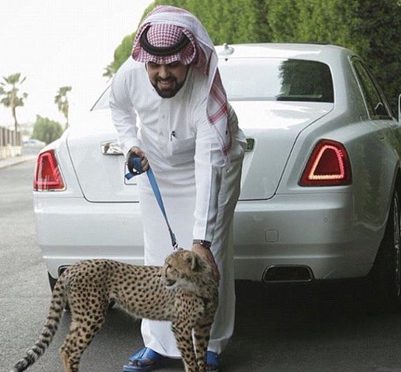 沙特富家子弟的生活：养猎豹老虎当宠物（组图） - 1