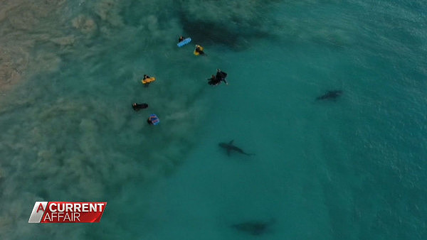 澳摄影师拍下惊人画面：3米长鲨鱼在身周游弋 而“猎物”们毫无察觉（视频） - 1