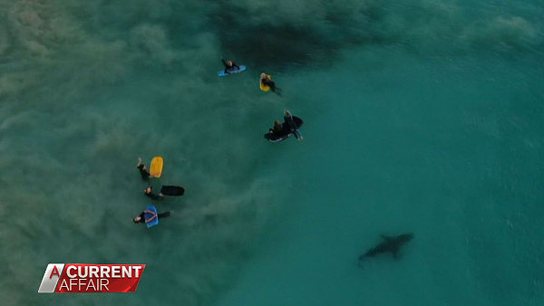 澳摄影师拍下惊人画面：3米长鲨鱼在身周游弋 而“猎物”们毫无察觉（视频） - 3