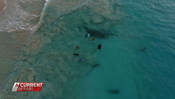 澳摄影师拍下惊人画面：3米长鲨鱼在身周游弋 而“猎物”们毫无察觉（视频） - 2