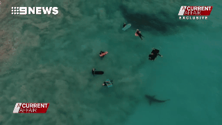 澳摄影师拍下惊人画面：3米长鲨鱼在身周游弋 而“猎物”们毫无察觉（视频） - 4
