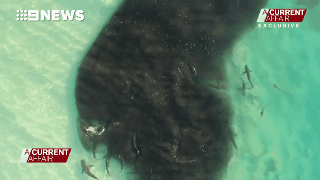 澳摄影师拍下惊人画面：3米长鲨鱼在身周游弋 而“猎物”们毫无察觉（视频） - 5