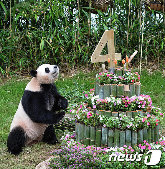 大熊猫在韩国过“奢侈”生日会，冰镇西瓜吃个够（组图） - 2