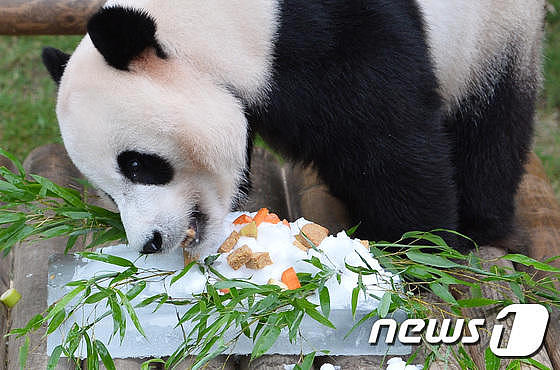 大熊猫在韩国过“奢侈”生日会，冰镇西瓜吃个够（组图） - 3
