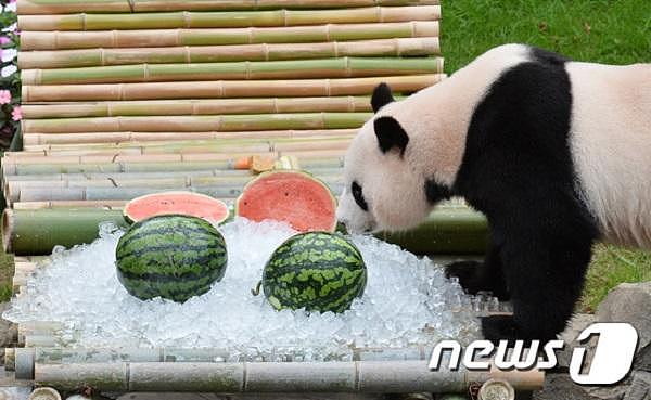 大熊猫在韩国过“奢侈”生日会，冰镇西瓜吃个够（组图） - 4