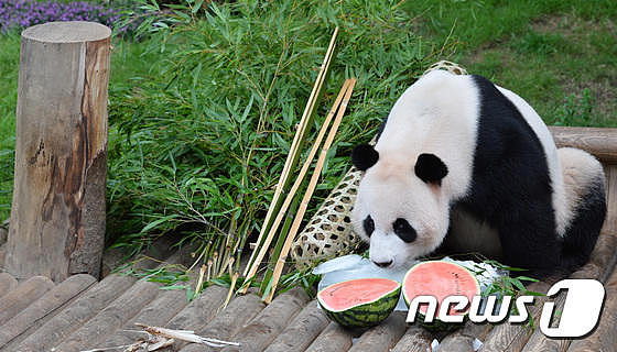 大熊猫在韩国过“奢侈”生日会，冰镇西瓜吃个够（组图） - 5