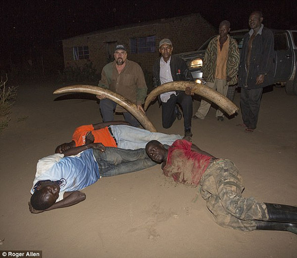男子偷猎大象锯象牙被抓，大哭：“妈妈，帮我！”（图） - 2