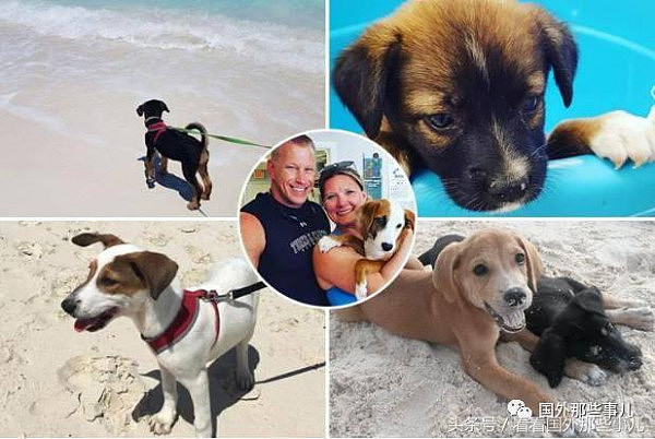 加勒比海神奇小岛，游客可以租借小狗陪玩