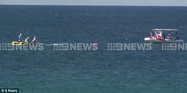 悲剧！鲸鱼在澳洲海滩附近被防鲨网活活勒死 专家：早说过这网不能装（视频） - 2