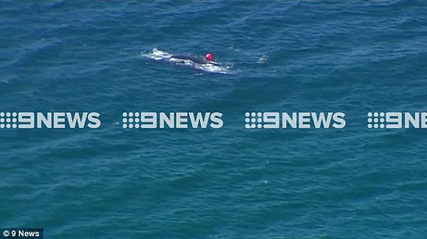 悲剧！鲸鱼在澳洲海滩附近被防鲨网活活勒死 专家：早说过这网不能装（视频） - 1