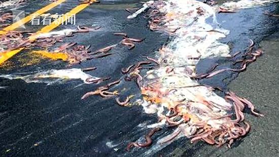异型入侵!美公路5车连撞 鳗鱼喷射黏液铺满道路