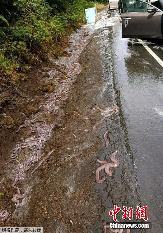异型入侵!美国公路5车连撞 鳗鱼喷射黏液铺满道路（图） - 3