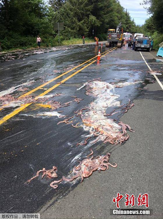 异型入侵!美国公路5车连撞 鳗鱼喷射黏液铺满道路（图） - 6