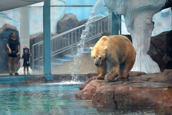 北极熊高温露天表演 发黄成“棕熊”（图） - 2