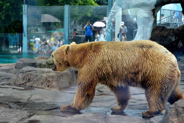 北极熊高温露天表演 发黄成“棕熊”（图） - 5