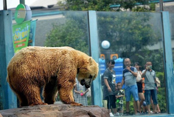 北极熊高温露天表演 发黄成“棕熊”（图） - 7