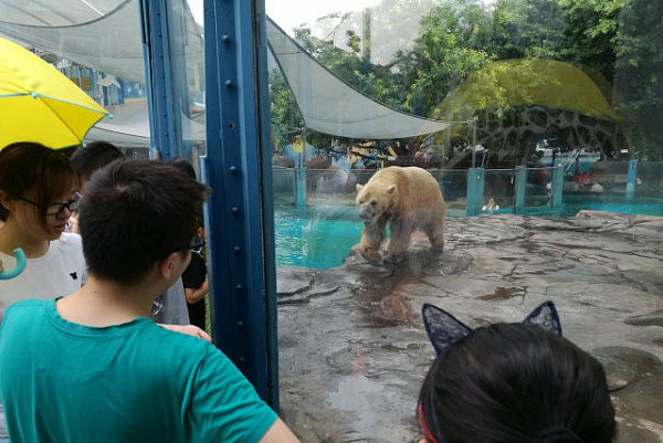 北极熊高温露天表演 发黄成“棕熊”（图） - 11