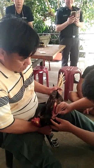 泰国毒贩逼两鸡吞1400粒冰毒 警方令其向鸡道歉（组图） - 1