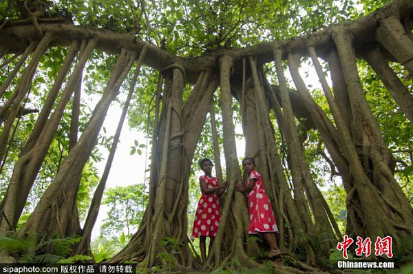 孟加拉500岁“树怪”根部似森林 现独木成林景观（组图） - 3