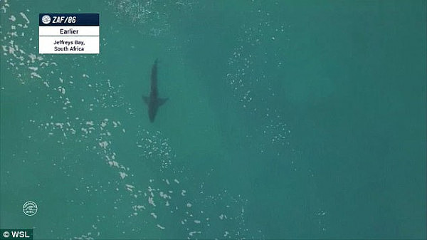 When Fanning was shown footage of the shark, he described it as a 'beast' and quipped: 'at least they saw this one!'