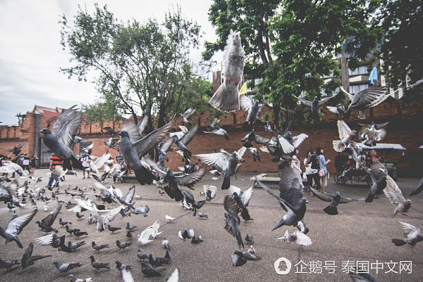 又躺枪！泰国景点鸽子成灾，只因中国游客太多（组图） - 1